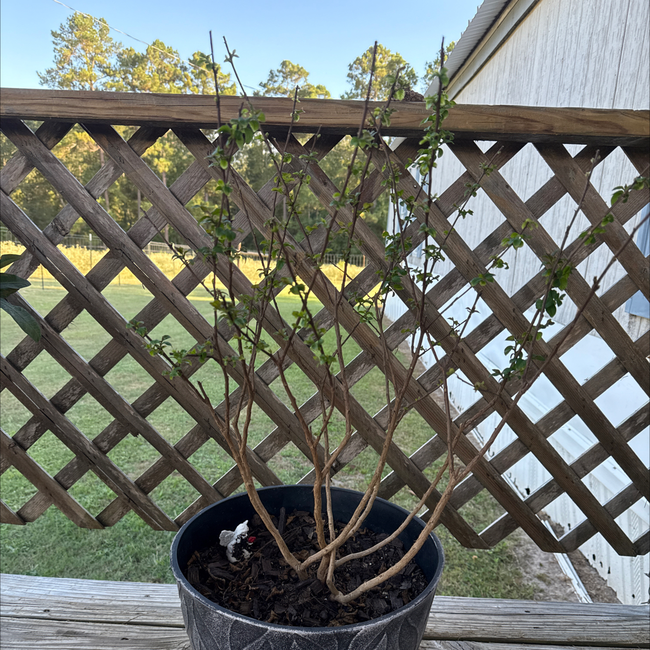 Photo of the plant species Crape Myrtle by @ExactHeketara29 named Myrtle on Greg, the plant care app