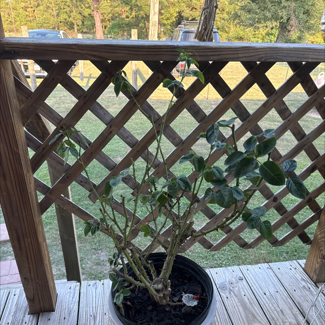 Photo of the plant species Hybrid Tea by @ExactHeketara29 named Darlene on Greg, the plant care app