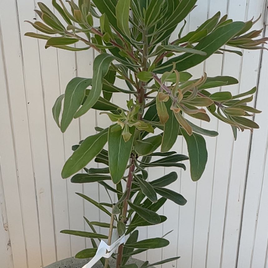 Photo of the plant species Pink Ice Protea by @RadGraypine2 named Taylor Swift on Greg, the plant care app