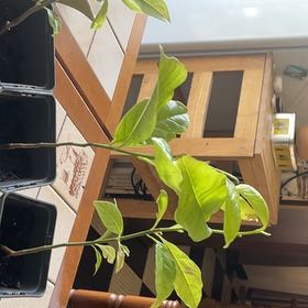 Photo of the plant species Mulan magnolia by @RadGraypine2 named Drake on Greg, the plant care app