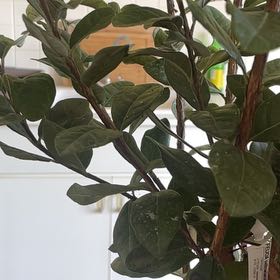Photo of the plant species Pineapple Guava 'Apollo' by @RadGraypine2 named Messi on Greg, the plant care app