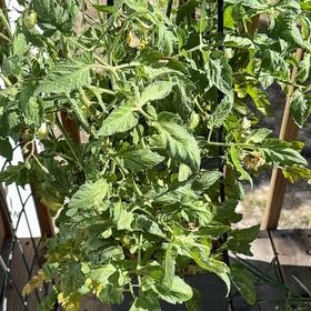 Photo of the plant species Roma Tomato by @UltimateRimu65 named Diana on Greg, the plant care app