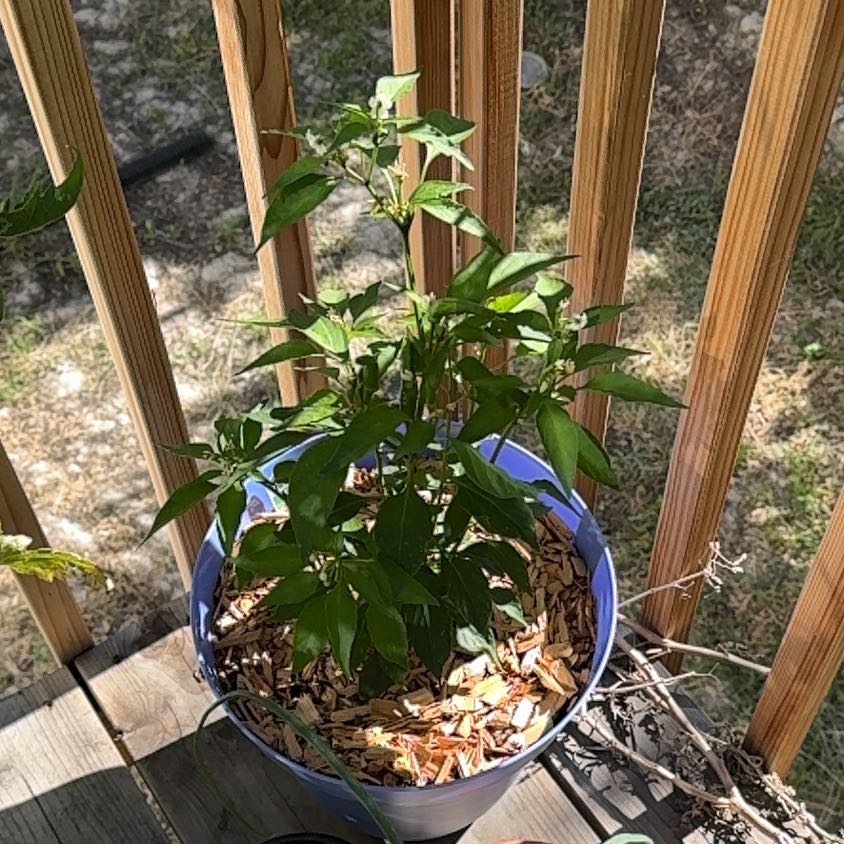 Photo of the plant species Thai Hot Chili by @UltimateRimu65 named Harmony on Greg, the plant care app