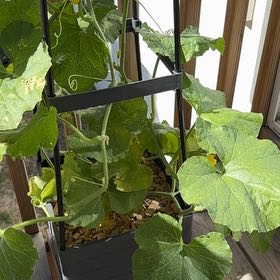 Photo of the plant species Cantaloupe by @UltimateRimu65 named Einstein on Greg, the plant care app