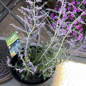 Photo of the plant species Russian Sage 'Crazyblue' by @BeefyLionsear37 named Sigmund on Greg, the plant care app