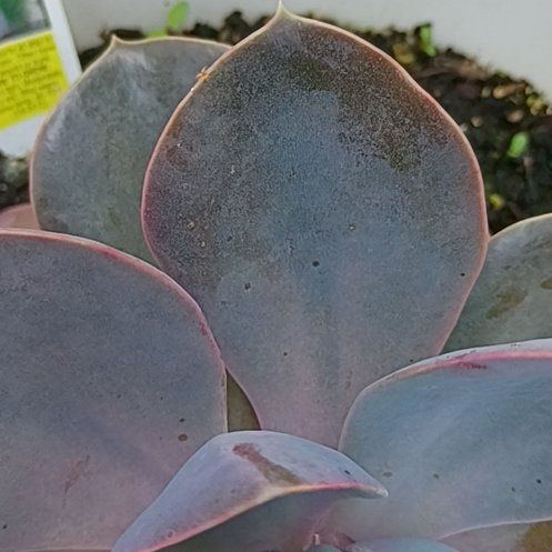 Photo of the plant species Succlent by @MamaTay120 named Dax on Greg, the plant care app