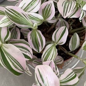 Photo of the plant species White Stripe by @AvidLettuce48 named Sahara on Greg, the plant care app