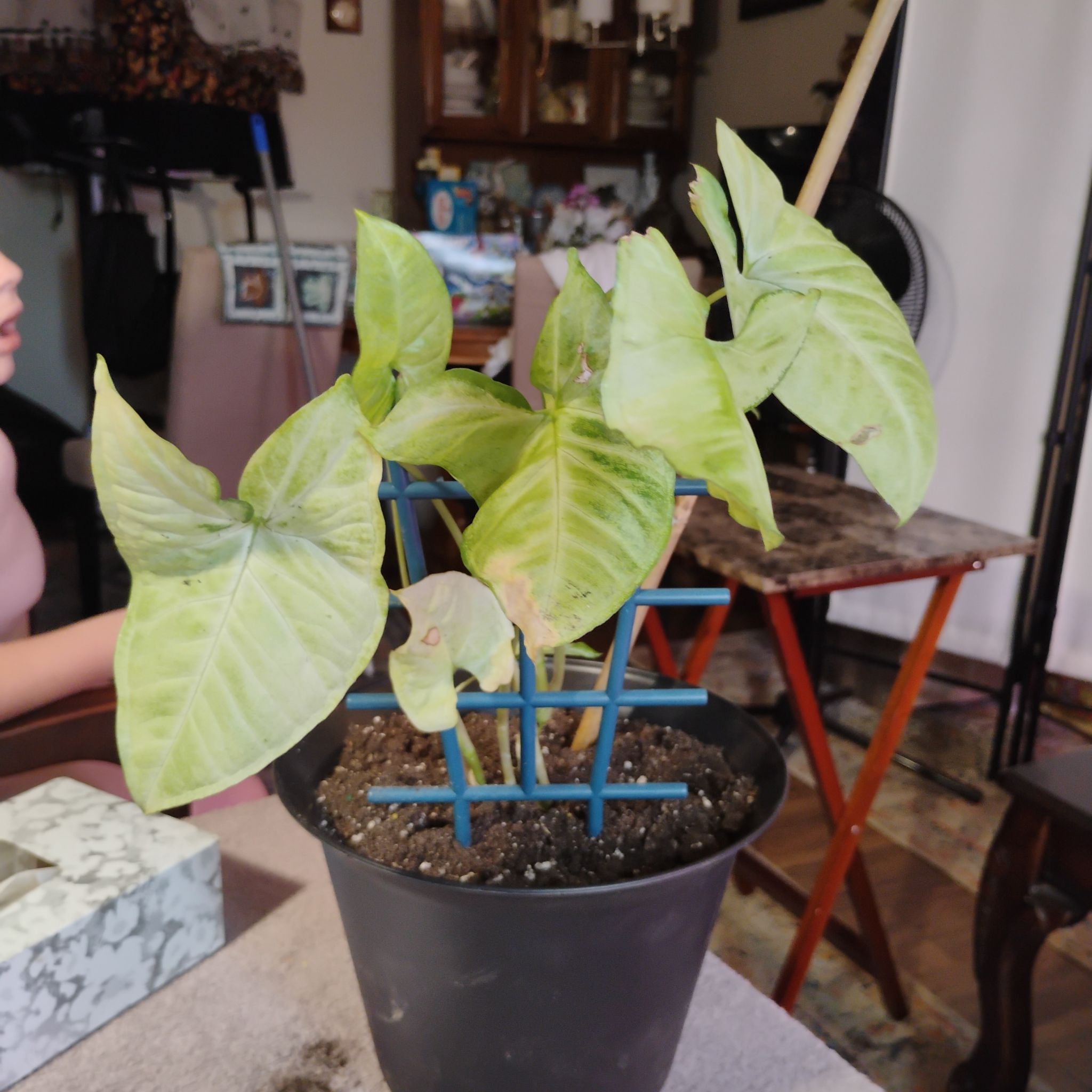 Photo of the plant species Arrowhead by @CoolFanmoss88 named Messi on Greg, the plant care app