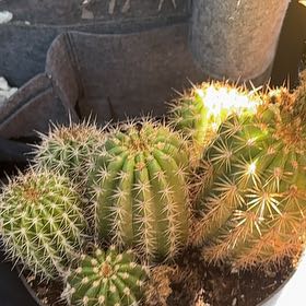 Photo of the plant species Torch Cactus by @GemToropapa80 named Sanders on Greg, the plant care app