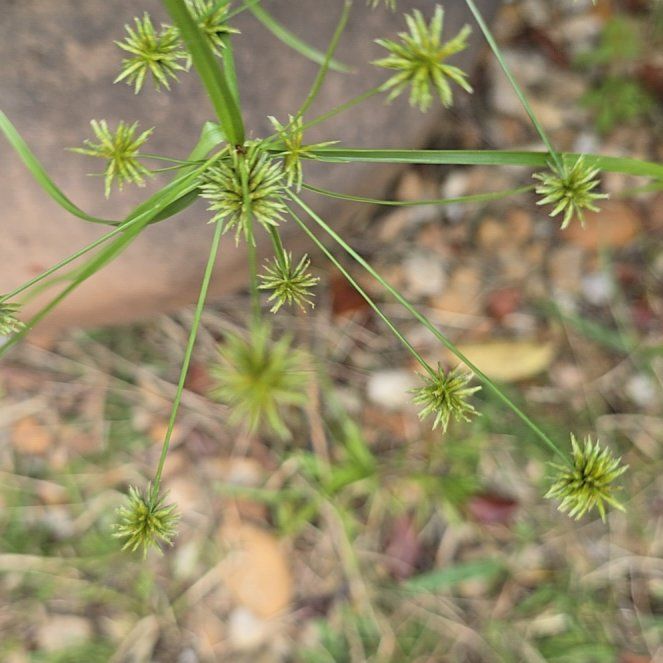 Photo of the plant species False Nutsedge by @SavvyCaladium53 named Kardashian on Greg, the plant care app