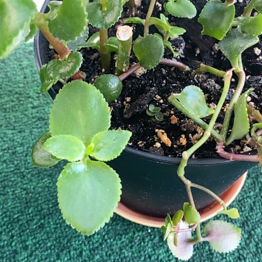 Photo of the plant species Crassula sarmentosa Harv. by @JesterOlneya50 named Hemingway on Greg, the plant care app
