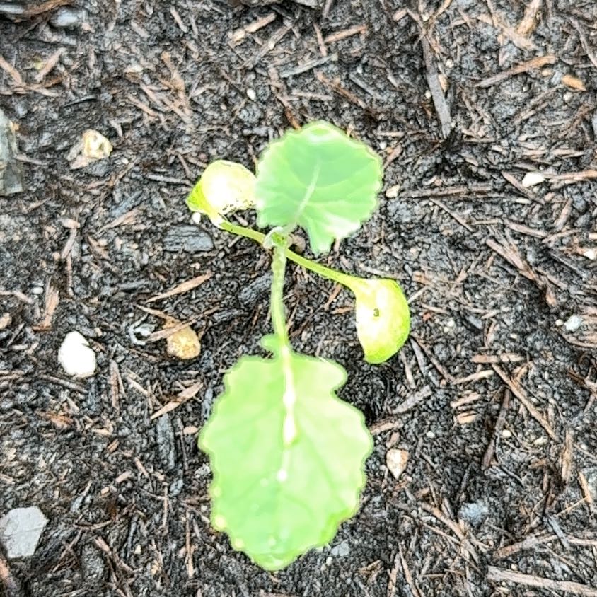 Photo of the plant species Broccoli by @HipPondapple97 named Marley on Greg, the plant care app