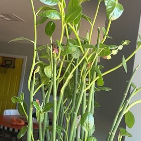 Photo of the plant species Tall Slipper Plant by @FitMorombe45 named Plato on Greg, the plant care app