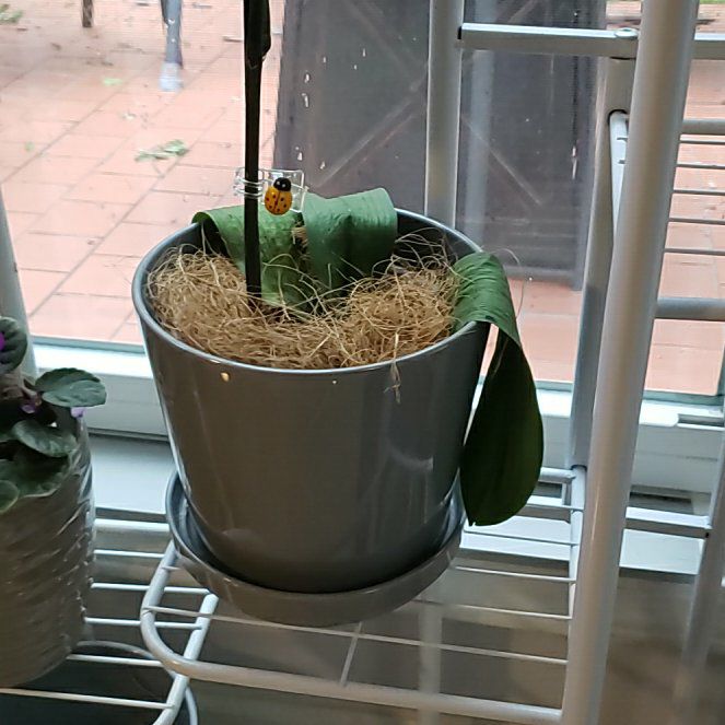 Photo of the plant species Otquidea by @ImmortalBulrush named Osmo on Greg, the plant care app
