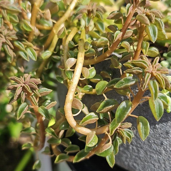 Photo of the plant species Creeping Coprosma by @NewTaro58 named Daphne on Greg, the plant care app