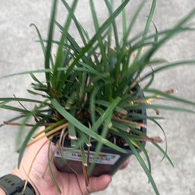 Photo of the plant species Mondo grass by @Kermette named James Dean on Greg, the plant care app
