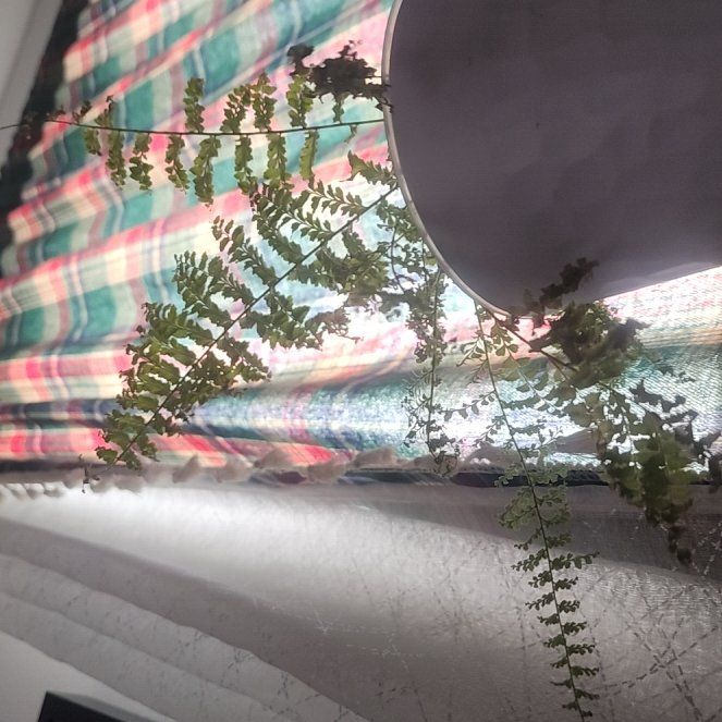 Photo of the plant species Brittle Bladder-Fern by @TopdogChilli22 named Oscar on Greg, the plant care app