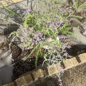 Photo of the plant species Russian Sage 'Bluesette' by @IconSaguaro84 named Sahara on Greg, the plant care app
