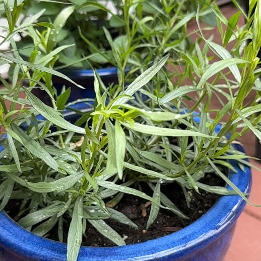 Photo of the plant species French Tarragon by @TiptopPepper27 named Elle on Greg, the plant care app