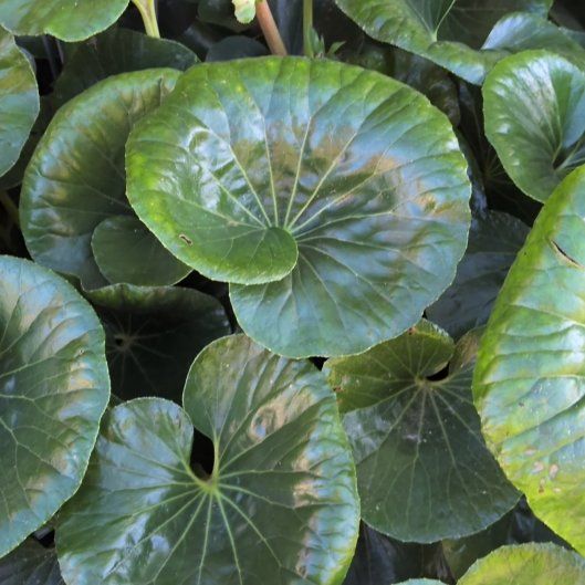 Photo of the plant species Leopard Plant by @ZippyLuckyred25 named Nemo on Greg, the plant care app