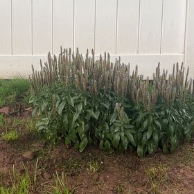 Photo of the plant species Veronica 'Royal Candles' by @QuemefulRamsons named Diana on Greg, the plant care app