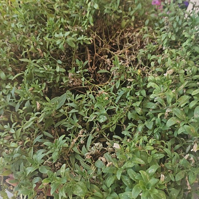 Photo of the plant species Sea Campion by @SoundlyCashew67 named Curie on Greg, the plant care app