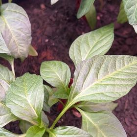 Photo of the plant species Banana Pepper by @TotallyPepper10 named Sherlock on Greg, the plant care app