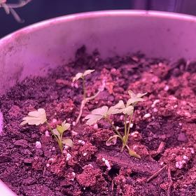 Photo of the plant species American Wild Strawberry by @TotallyPepper10 named Demi on Greg, the plant care app