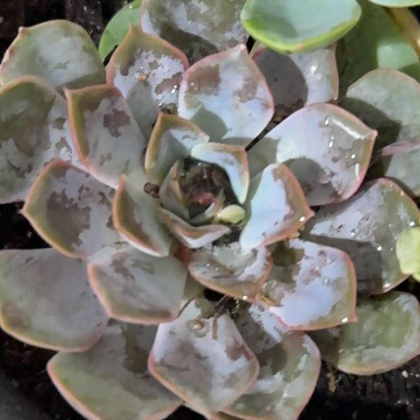 Photo of the plant species Echeveria 'summer' by @LucentVetiver68 named Bella on Greg, the plant care app