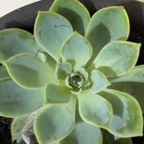 Photo of the plant species Echeveria 'Fabiola' by @LucentVetiver68 named Apollo on Greg, the plant care app