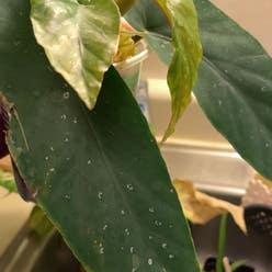 Angel Wing Begonia plant