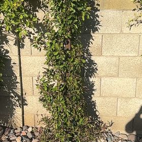 Photo of the plant species Indian Laurel by @WillBarley56 named Einstein on Greg, the plant care app