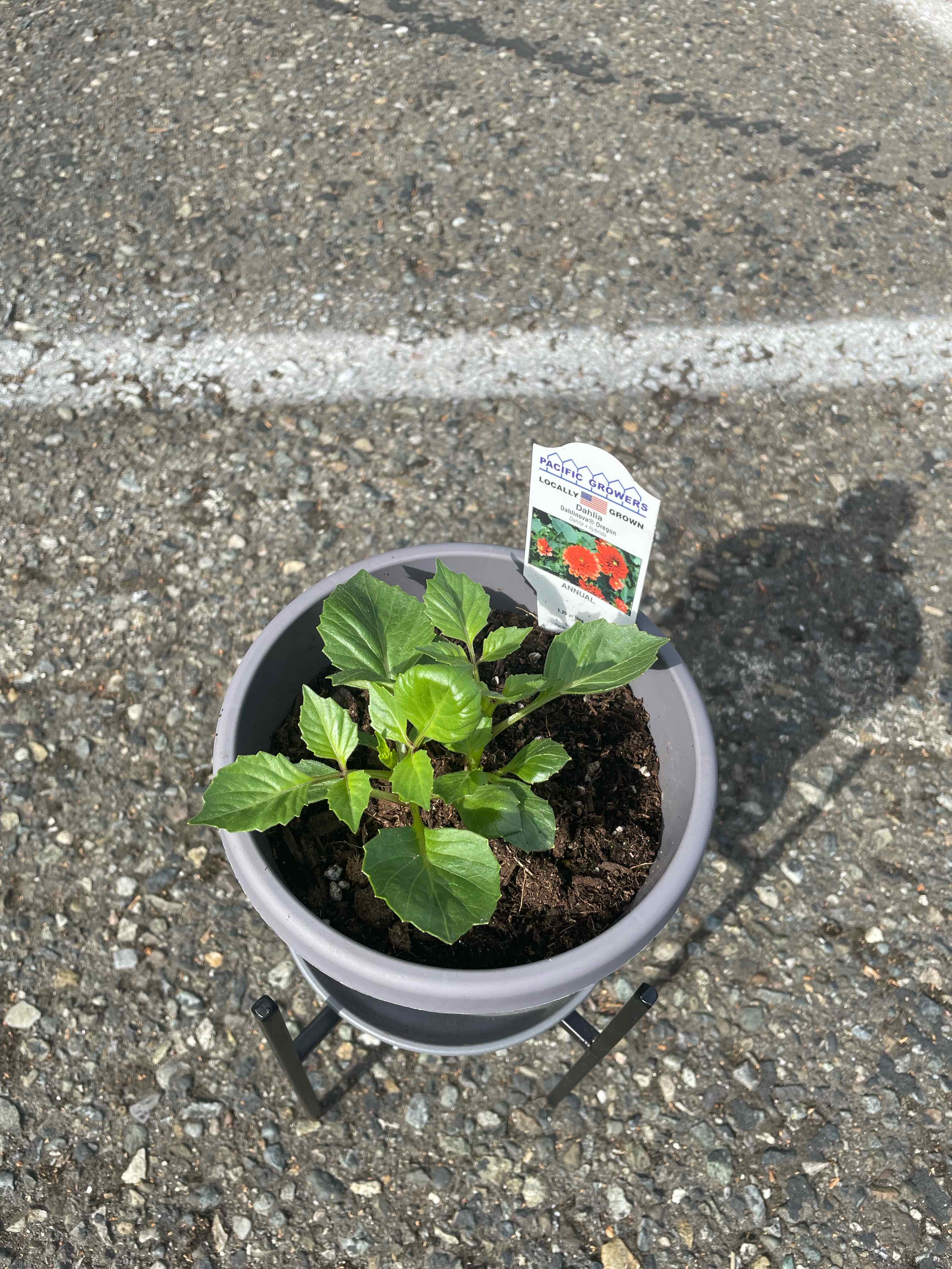 Photo of the plant species Dahlia 'Dahlinova® Oregon' by @Dahlinova named Nova on Greg, the plant care app