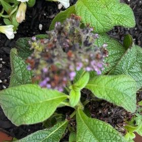 Photo of the plant species Heliotropium arborescens by @FunKawaka72 named Gomez on Greg, the plant care app