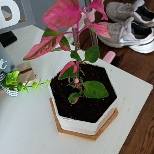 Photo of the plant species Party Time by @KookyHorminum57 named Lola on Greg, the plant care app