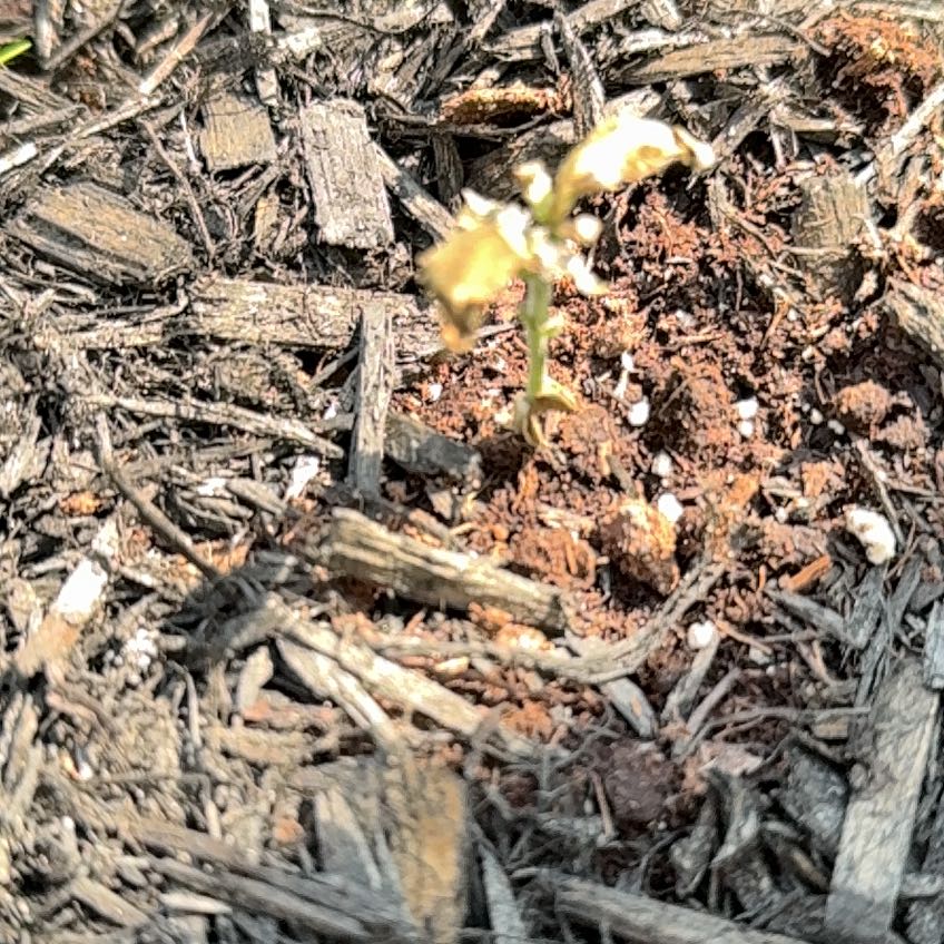 Photo of the plant species Jack Herer by @HealthyMandrake named Forrest on Greg, the plant care app