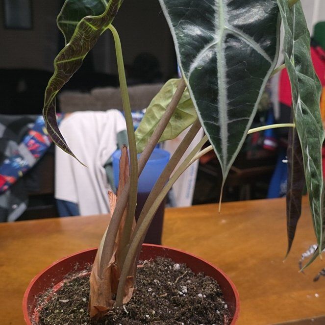 Photo of the plant species Africian Black Mask by @Einahpets named Austen on Greg, the plant care app