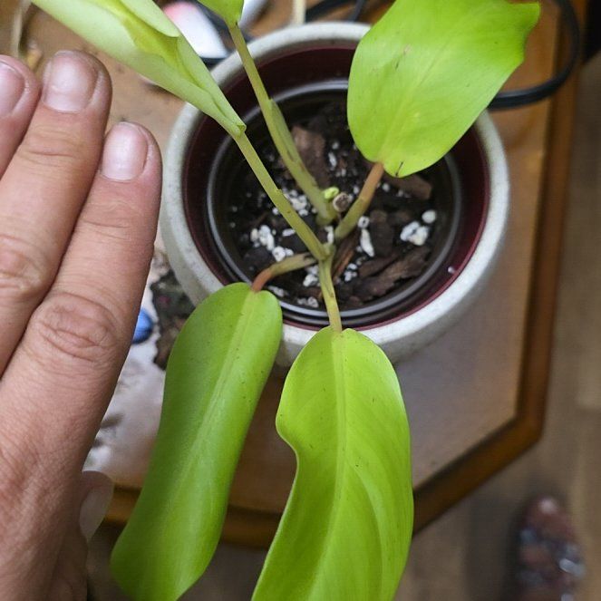 Photo of the plant species Golden Philodendron by @Einahpets named Michelle Branch on Greg, the plant care app