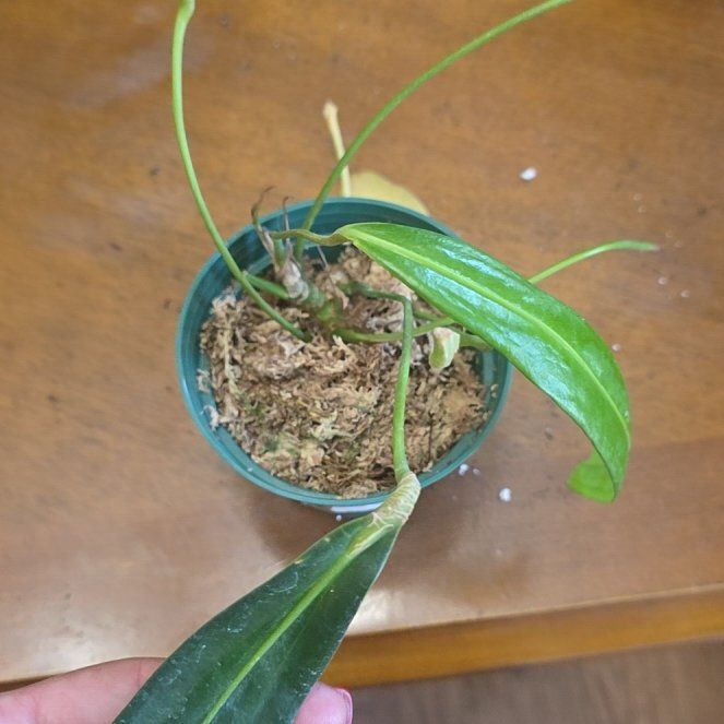 Photo of the plant species Friedrichsthal's Anthurium by @Einahpets named Mando on Greg, the plant care app