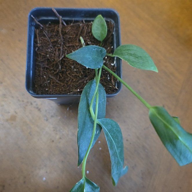 Photo of the plant species Anthurium Wendlingeri by @Einahpets named Leaf Erickson on Greg, the plant care app