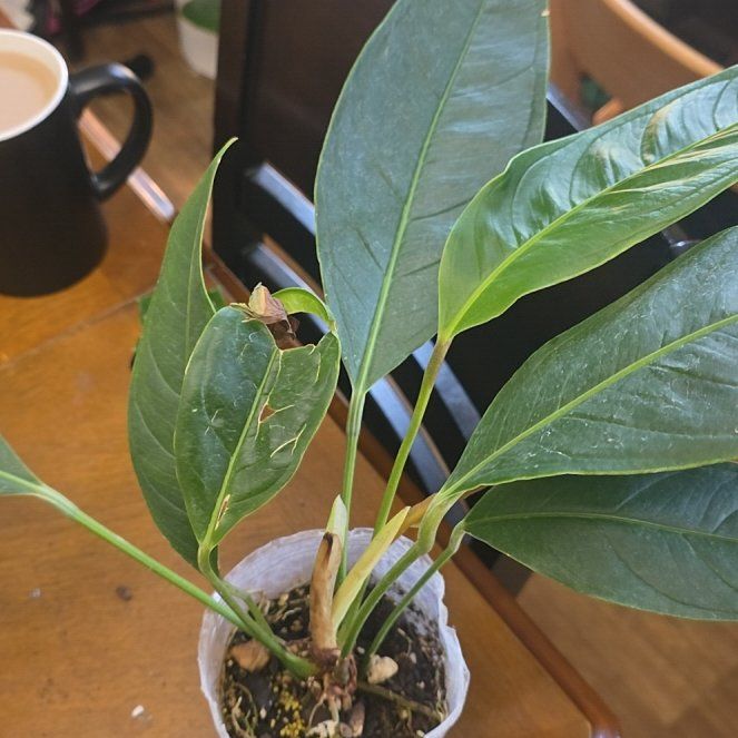 Photo of the plant species Anthurium pendens by @Einahpets named Shakira on Greg, the plant care app