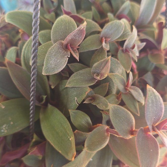 Photo of the plant species Teddy Bear Vine by @Einahpets named Kardashian on Greg, the plant care app