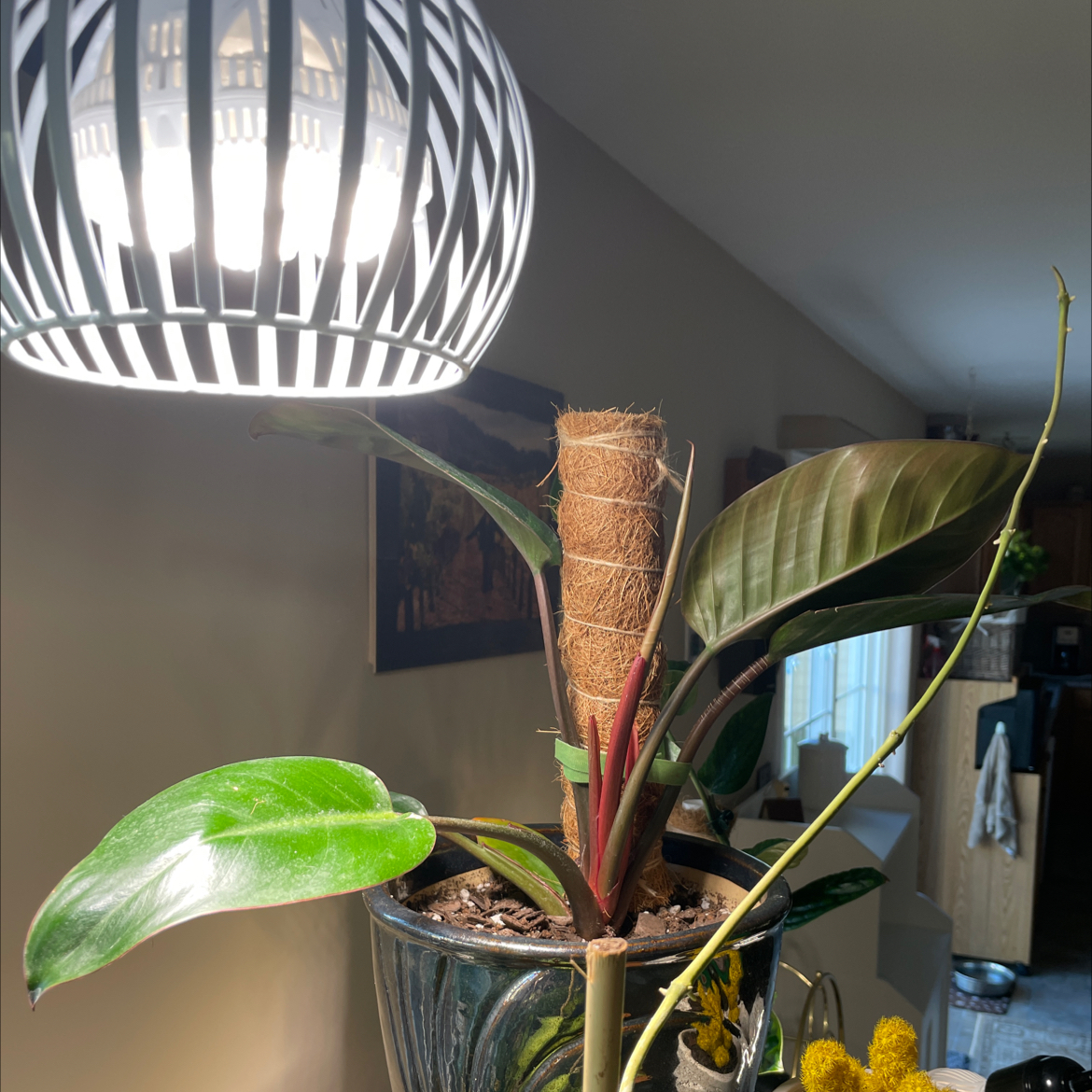 Philodendron 'Black Cardinal' plant in a pot with a support pole under a light source.