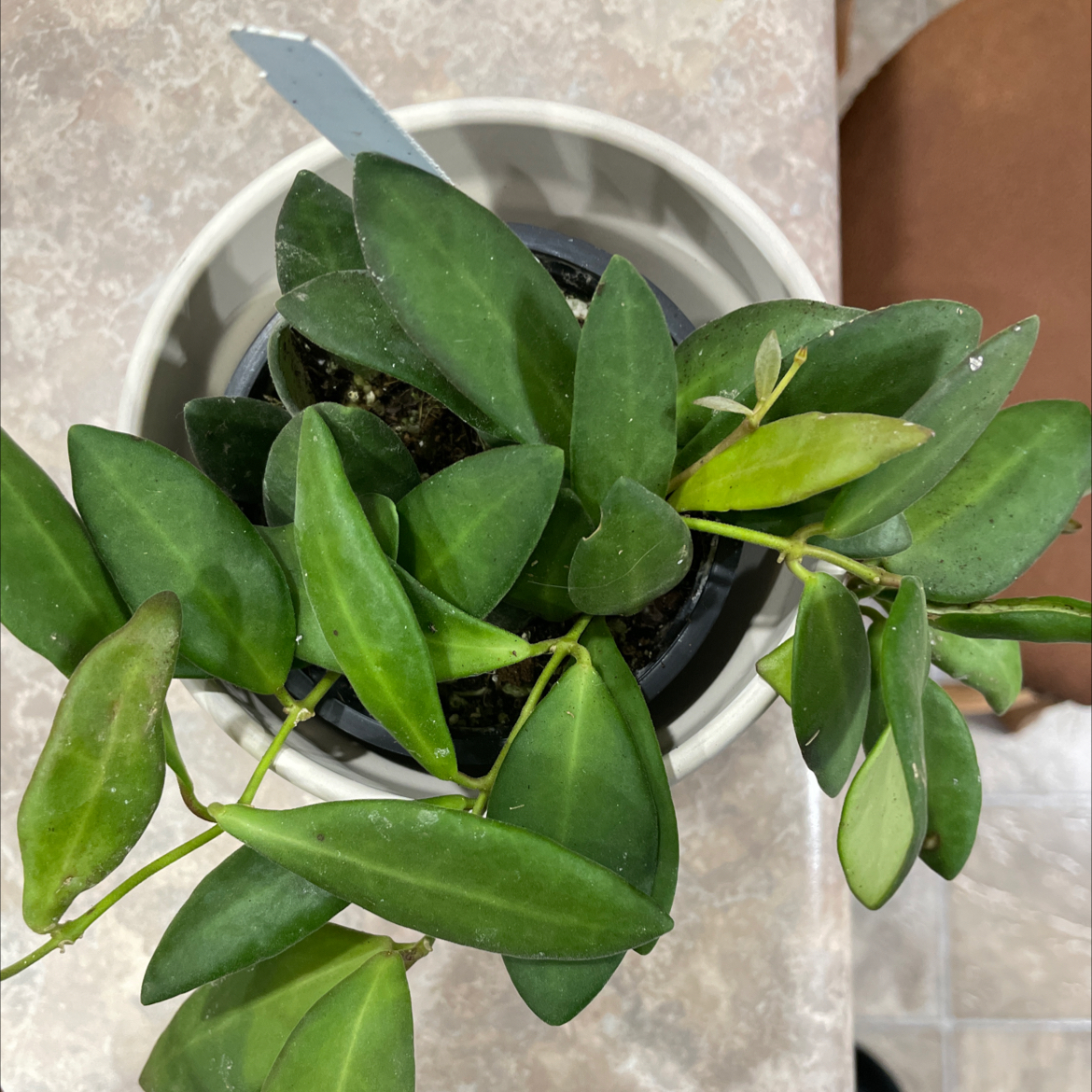 Hoya 'Burtoniae' plant in a pot with some yellowing leaves.