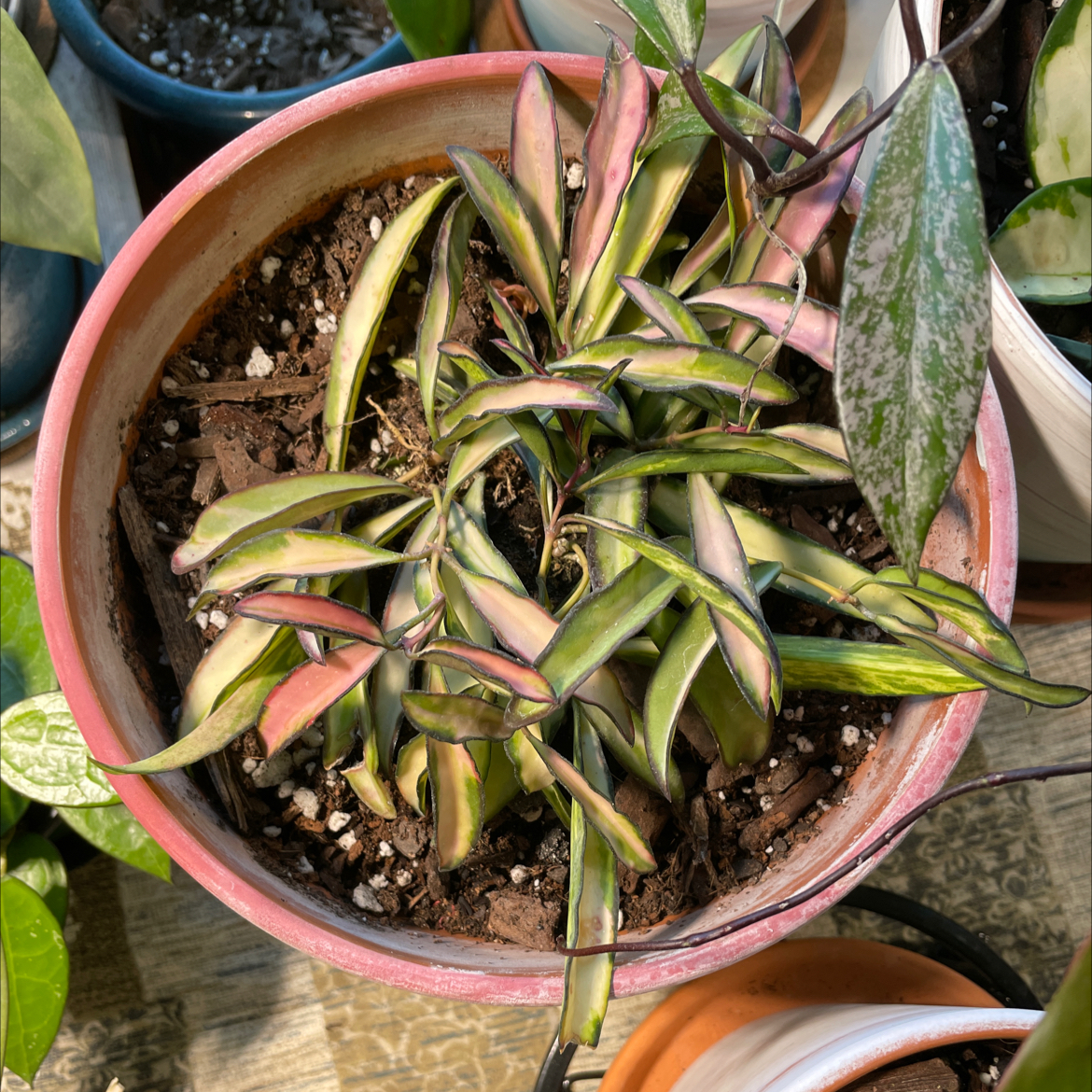 Variegated Hoya kentiana plant in a pot with some yellowing and browning leaves.
