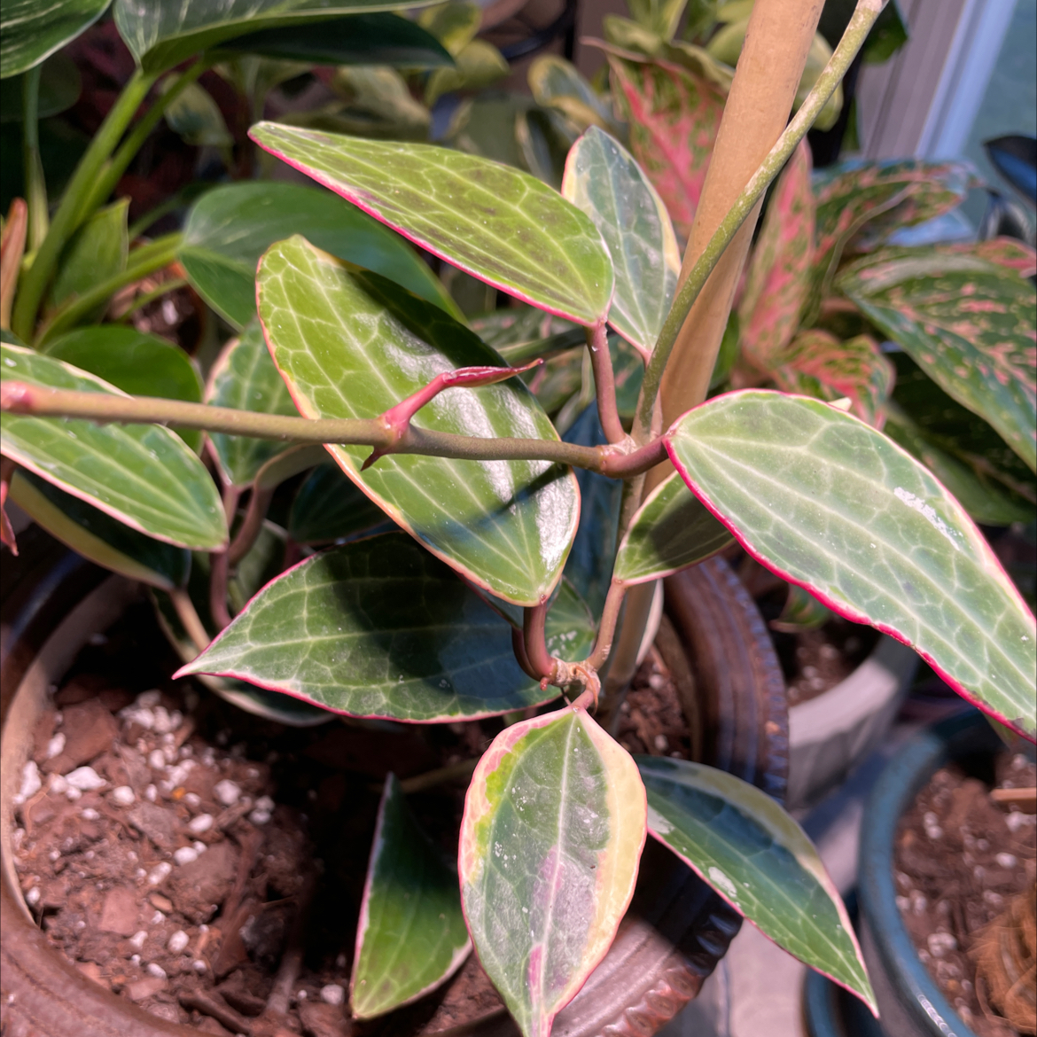 Hoya macrophylla plant with variegated leaves in a pot, soil visible.
