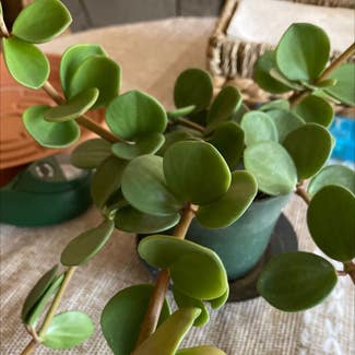 Peperomia 'Hope' plant in Westfield, Indiana