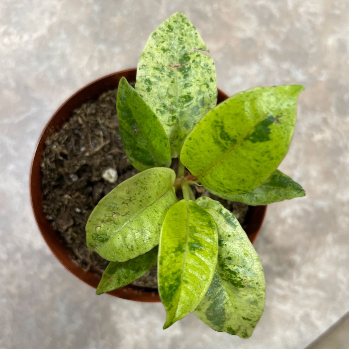 Ficus elastica 'Shivereana' plant in a pot with visible leaf discoloration.