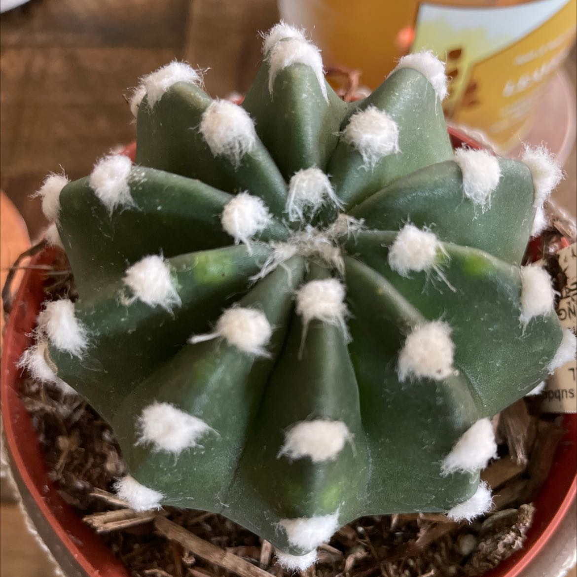 Domino Cactus with white spots on green body, healthy appearance, visible soil.
