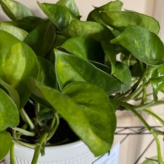 Global Green Pothos plant in Westfield, Indiana